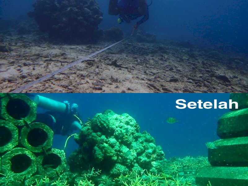 Hasil transplantasi terumbu karang di kepulauan Pangkep. 
