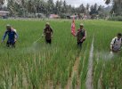 POPT Bantu Petani Alinge Bone Kendalikan Penyakit Padi dan Jagung