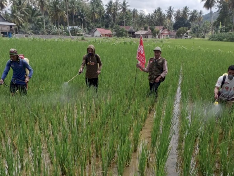 POPT membantu petani kendalikan penyakit pada tanaman padi di Dusun Toddang Bonga Desa Tea Musu (Alinge) Kecamatan Ulaweng, Selasa (26/7/2022). 