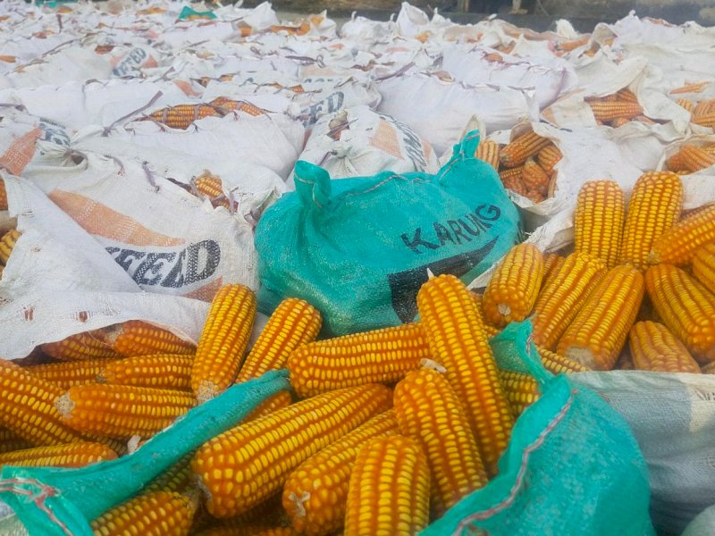 Harga Jagung Naik Tipis di Bone, Pestisida Melonjak