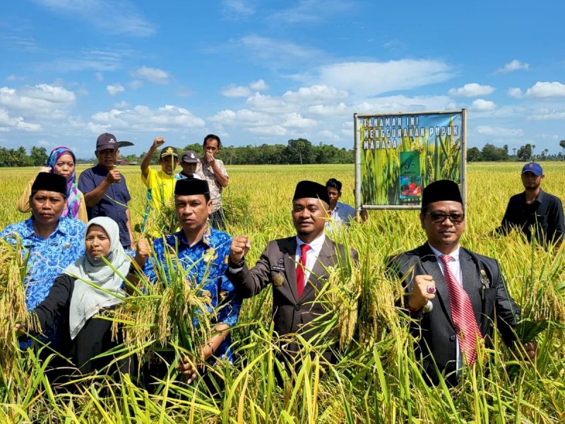 Panen padi dipimpin Kadis Tanaman Pangan, Hortikultura dan Perkebunan (TPHP) Kabupaten Bone, HA Asman Sulaiman.
