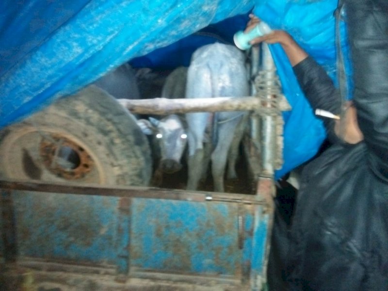 Kendaraan pengangkut ternak diminta putar balik di pos penyekatan Torut. 