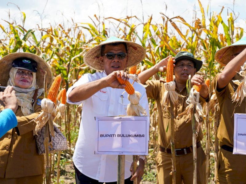 Bupati Bulukumba Andi Muchtar Ali Yusuf panen raya Jagung varitas NK 007 Andalan di Desa Bontomasila, Kecamatan Gantarang.