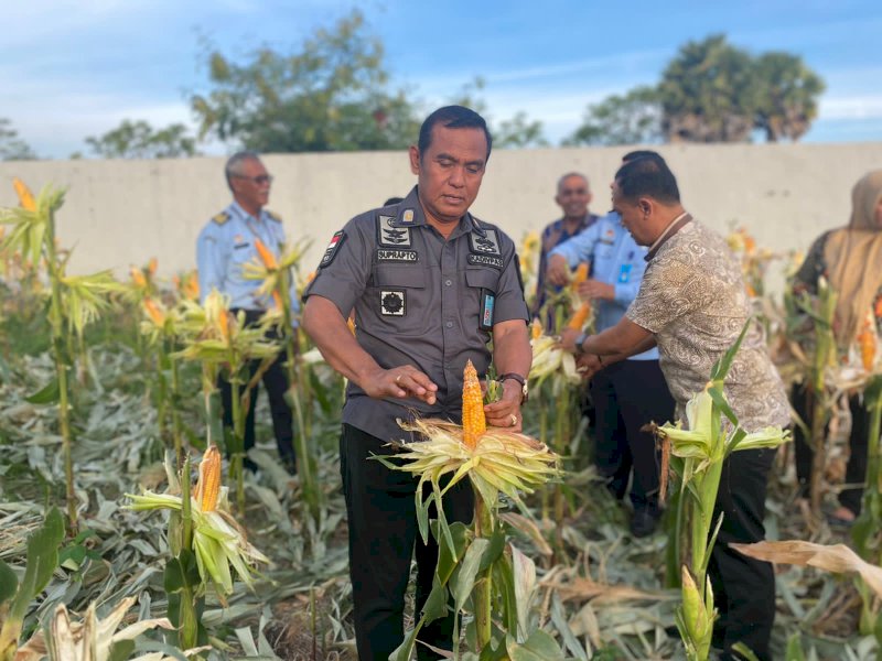 Kadivpas Kemenkumham Sulsel, Suprapto panen di lahan perkebunan jagung yang digarap warga binaan Rutan Kelas IIB Jeneponto.