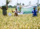 Melihat Lahan Tidur yang Disulap di Desa Kariango Lutra: Kini Panen Perdana