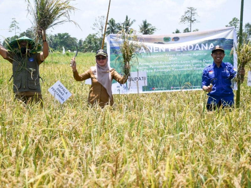 Bupati Luwu Utara Indah Putri Indriani melakukan panen perdana tanaman padi di Dusun Petaiyan, Desa Kariango.
