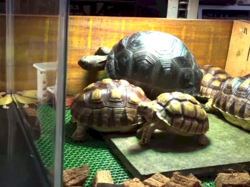 Kura-kura Aldabra yang tampil di Animal Land Makassar.
