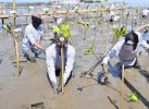 Serentak! Sudirman dan Ribuan Pelajar Tanam 35.300 Mangrove di 9 Pesisir Sulsel
