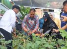 Kunjungi Longwis Haderslev Kelurahan Maloku, Danny Pomanto Panen Tomat dan Pakcoy