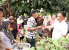 Omzet Petani Pisang Bantaeng Capai Rp1 M, Suplai Bibit sampai Mamuju