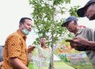 Produksi Padi Sulsel Jadi 5,4 Juta Ton di 2022, Terbesar di Luar Jawa
