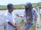 Bupati dan Wabup Lutra Hadiri Syukuran Panen di Desa Lampuawa