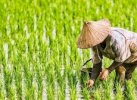 Cerita Sukses Petani Desa Tarobok Lutra,  Tingkatkan IP 100 Menjadi IP 200