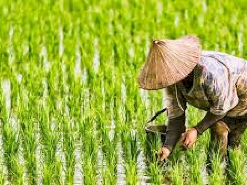 Cerita Sukses Petani Desa Tarobok Lutra,  Tingkatkan IP 100 Menjadi IP 200