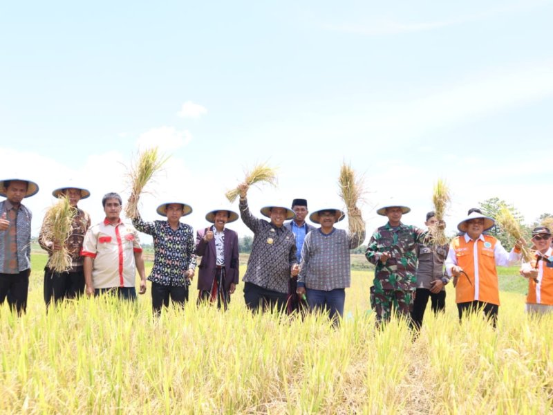 Panen Raya Jamaah Tani Muhammadiyah di Desa Tadangpalie, Kecamatan Pammana, Kabupaten Wajo, Kamis (9/3/2023).