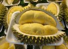 Menanti Kontes Buah Durian di Event Pesona Luwu Utara, Digelar 14 Mei