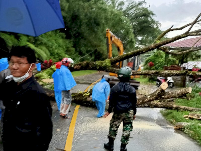 Pohon tumbang yang menutupi akses jalan utama.