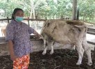 Waspada! RPH Makassar Temukan Banyak Sapi Idap Penyakit Berbahaya Jelang Idul Adha