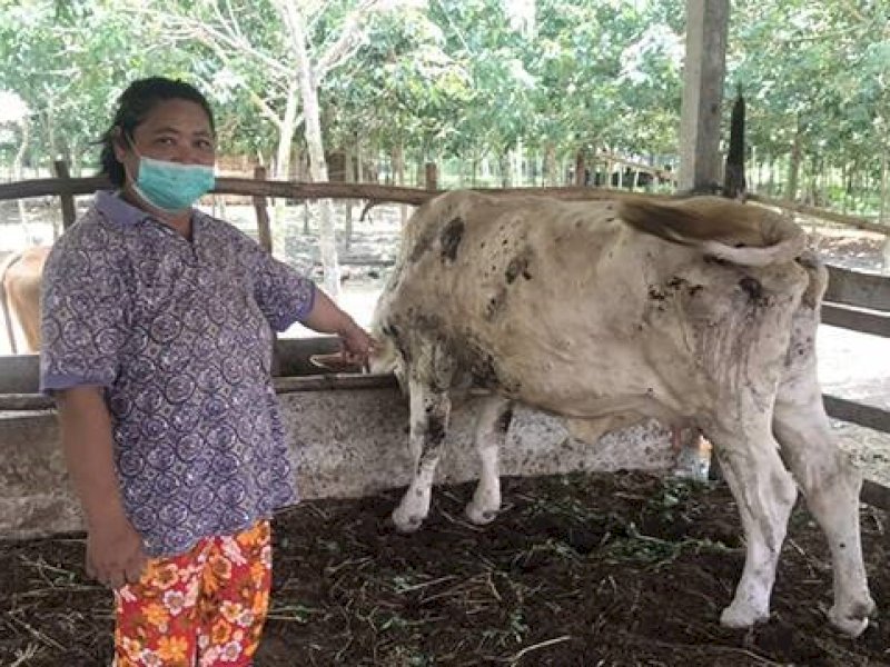 RPH Makassar mengingatkan masyarakat berhati hati membeli sapi kurban. 
