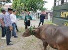 2 Hari Operasi, Satpol PP Amankan 8 Sapi yang Berkeliaran Malam di Kota Bulukumba