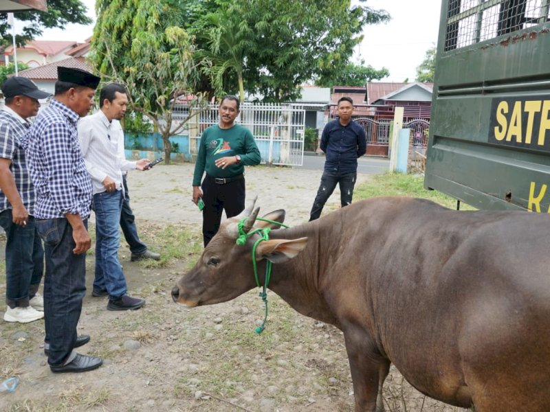 2 Hari Operasi, Satpol PP Amankan 8 Sapi yang Berkeliaran Malam di Kota Bulukumba