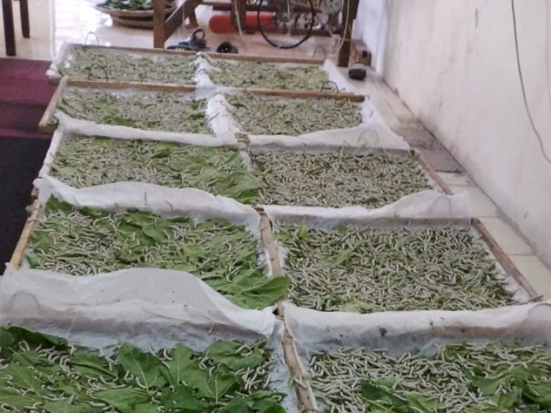 Kokon sutera di Wajo yang terproduksi saat ini telah berjalan lancar. 