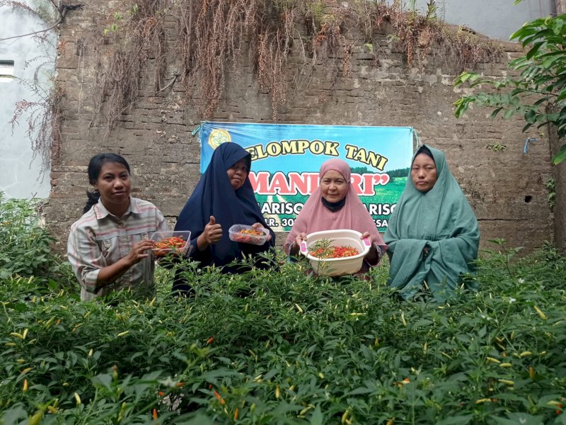 Pemerintah Kelurahan Mariso, bersama LPM, RT dan RW memanfaatkan lahan tidur menjadi lahan produktif. 
