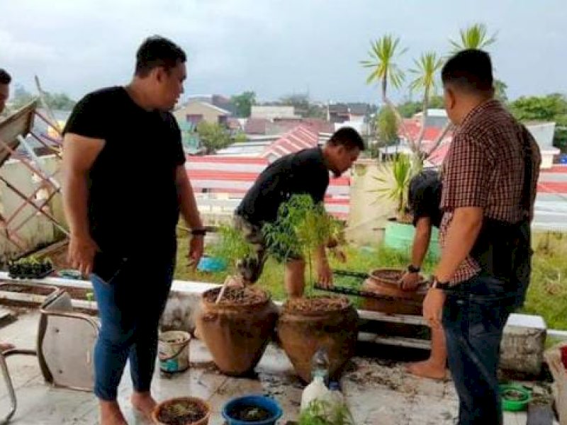 Polisi mengamankan tanaman ganja di sebuah rumah di Gowa. 