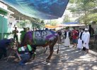 Usai Sembelih 2 Sapi Kurban, Danny Pomanto Gelar Open House