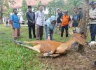1.213 Hewan Kurban Disembelih di Luwu Utara, Bupati IDP Sumbang 7 Ekor Sapi