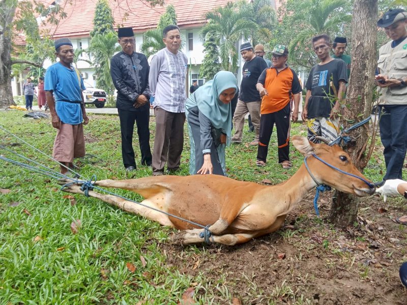 1.213 Hewan Kurban Disembelih di Luwu Utara, Bupati IDP Sumbang 7 Ekor Sapi
