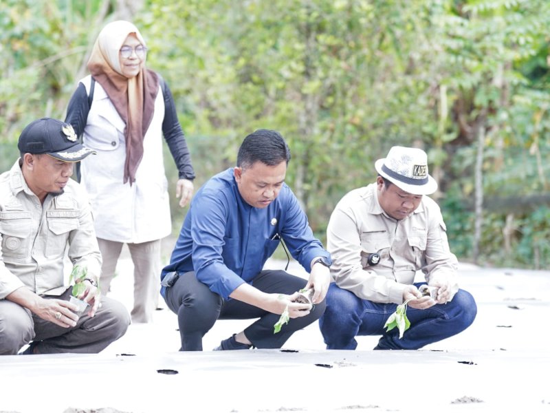 Bupati Bantaeng Ilham Azikin menghadiri penanaman perdana cabai rawit di Desa Barua, Kecamatan Eremerasa, Sabtu (26/08/23).