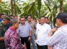 Jutaan Hektar Lahan tak Produktif di Sulsel, Bahtiar Tawarkan Tanam Pisang 