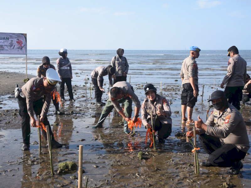 Penanaman 1 000 mangrove jenis bakau di wilayah pesisir Tabuttu. 