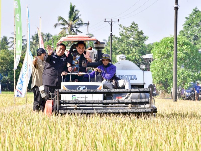 Petani di Kabupaten Maros melakukan panen raya padi di tengah fenomena El Nino. 