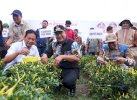 Bahtiar Puji Wajo Tetap Panen Cabai Meski Dihantam El Nino