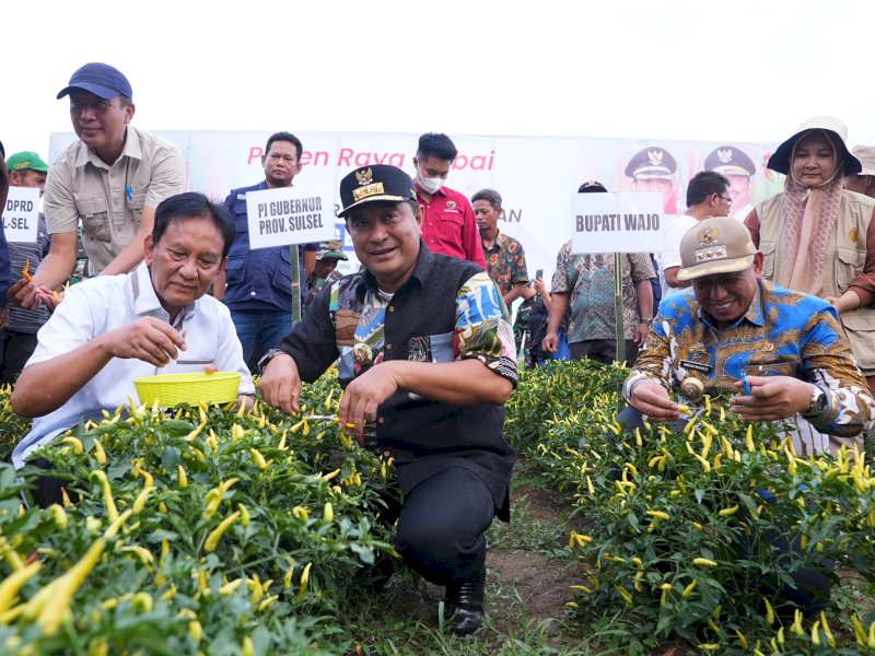 Panen raya cabai di Desa Loa, Kecamatan Tana Sitolo. 
