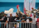 Uniknya Kontes Ayam Ketawa Gubernur Cup 2023: Ada yang Merdu, Ada Horor