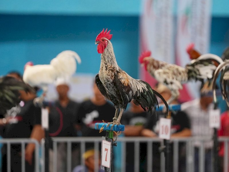 Kontes ayam ketawa Gubernur Cup 2023, di GOR Sudiang, Makassar, Jumat 10 November 2023. 