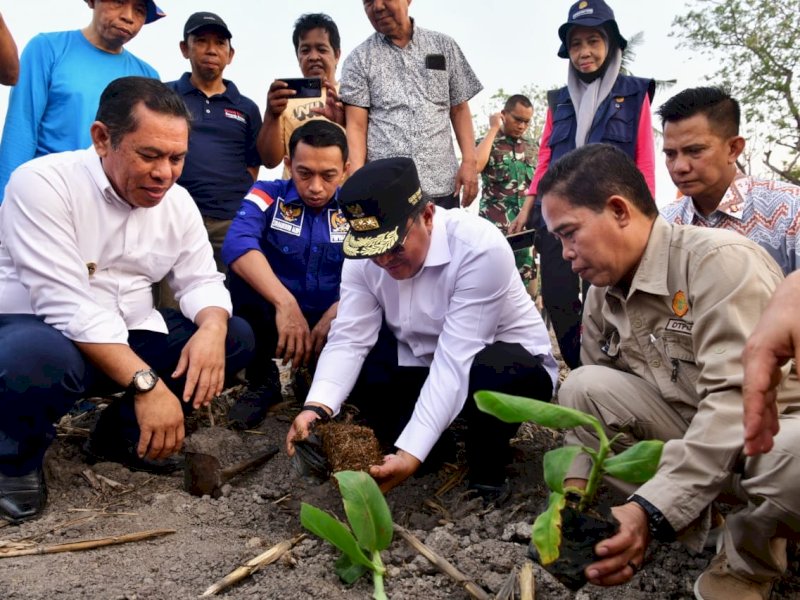 Pj Gubernur Sulsel Bahtiar Baharuddin menanam pisang di Sidrap. 