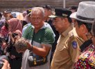 Pemprov Sulsel akan Bangun Sekolah Vokasi Budidaya Pisang, Disuntik Rp15 M
