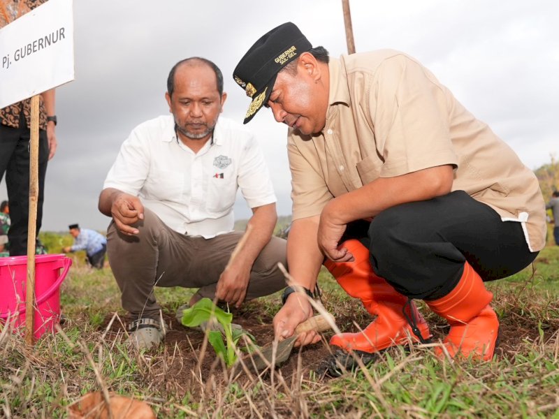 Penanaman pisang cavendish, di Desa Nirannuang, Bontomaranu, Kabupaten Gowa. 