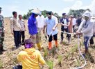 Tak Hanya Pisang, Bahtiar juga Lepas 50.000 Benih Ikan Nila di Bone
