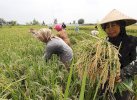 90,75 Persen Desa-Kelurahan di Luwu Utara Tahan terhadap Kerawanan Pangan