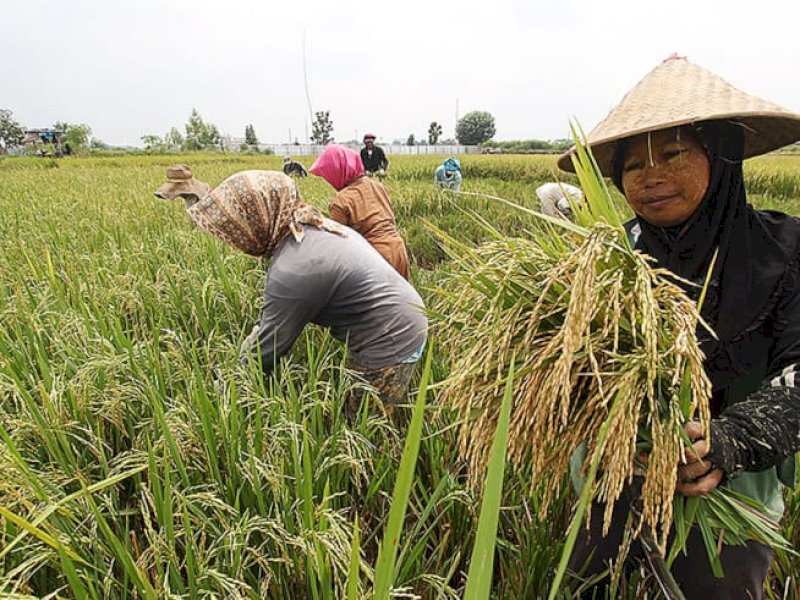 Desa di Lutra masuk dalam kategori tahan pada kerawanan pangan. 