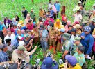 Kades Jeneponto Siapkan 6.000 Hektare untuk Penanaman Pisang Cavendish