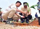 Manfaatkan Lahan Tidur, Petani Milenial Lutim Ikut Budidaya Pisang Cavendish