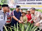 Bahtiar Bakal Sulap Desa Palippu Wajo jadi Sentra Pengembangan Nanas 
