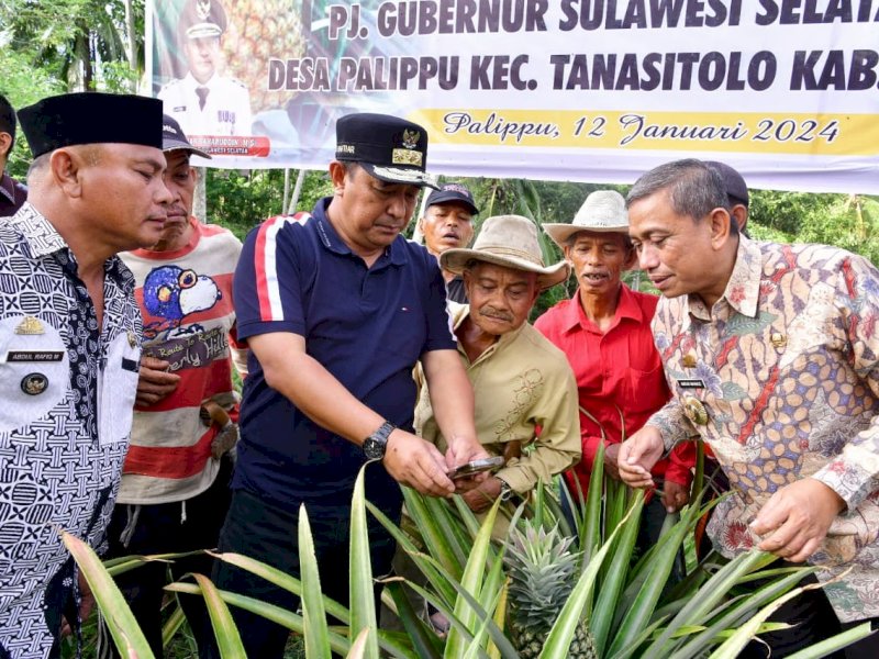 Pj Gubernur Sulsel, Bahtiar Baharuddin, saat panen sekaligus menanam buah nanas di Desa Palippu. 