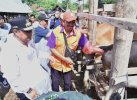Populasi Sapi Tertinggi Kedua di Sulsel, Wajo Genjot Inseminasi Buatan
